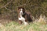 BORDER COLLIE 1558